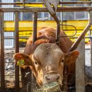 장흥목장 이미지