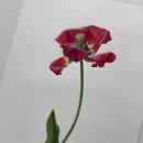 보타니컬아트(식물세밀화) | 주말 취미미술 | 보태니컬아트 식물 세밀화 전문 일요일 클래스 수강 모집