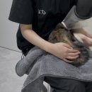 고양이 미용실 안냥 이미지
