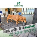 양산독케어2 | 여름철 강아지 케어에서 가장 중요한 것? 양산애견유치원 핸즈독의 관리