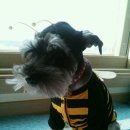 김쌤애견 이미지