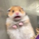 꿀쨈PC 이미지