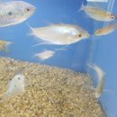 베스트피쉬 수족관 이미지