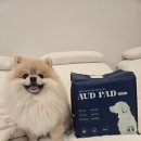 (주)오드와 | 동물병원 전용 강아지배변패드, 오드패드 프리미엄 대형 사용후기