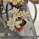 호야네 다육이 이미지