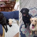 언니도그 이미지