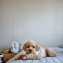 애견미용실 꽃개 이미지