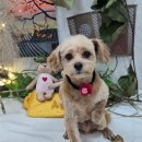 애견호텔 이미지