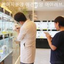 강아지분양 애견입양 아이러브독 수원점 말티푸미니비숑포메 | 수원 강아지분양 애견입양 아이러브독 수원점 말티푸미니비숑포메 건강하고 사랑스러운 새 식구 영입