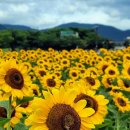 동궁과월지 주차장 화장실 이미지