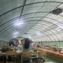 대규미나리 이미지