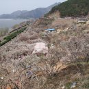 경남양산원동 매화축제 이미지