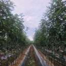 성보농원 이미지