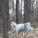 멍멍이가족 이미지