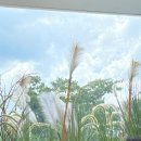 무등산호랭이 이미지