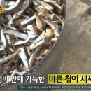 토곡현대칼국수 티스토리