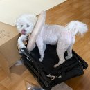 토토펫 | 개모차 추천 | 낫쏘빅 토토 펫유모차 내돈내산 솔직후기