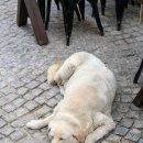 아이펫 동물병원 이미지