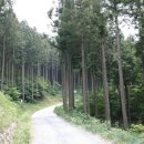 축령산편백나라 이미지