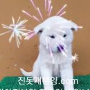 진도견나라 이미지