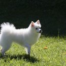 부안동물병원 이미지