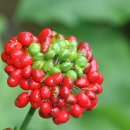 진생영농조합법인 Daum카페