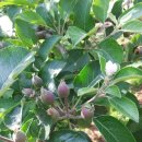 청솔농원 이미지