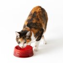 명성기공 | 🐾 [반려동물도 명품처럼] 르크루제 펫볼(식기) M사이즈 상세 리뷰