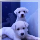 개뭉치 반려견 훈련센터 | 진돗개 훈련 방법 도그마루 입양