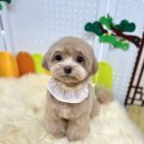 몽실묭실 | 강서구 화곡동 애견미용실 추천 - 몽실묭실