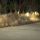 가평연리지 이미지