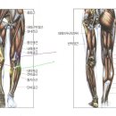 무릎통증 설명 인체해부도 이미지