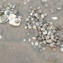 별난해변펜션 이미지