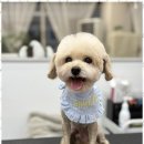 베베멍