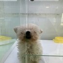 동탄강아지분양 도그데이 네이버블로그