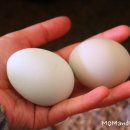 준 꼬꼬 이미지