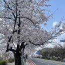 여의도 벚꽃 길&한강 산책 이 감정 소중하다. 이미지