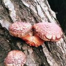 상수리숲농장 이미지