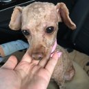 모리펫샵 이미지