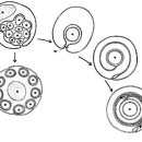 수초 (Myelin Sheath) - 1 이미지