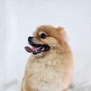 애견미용 이미지