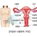 자궁 기능 위치 모양 크기 전굴과 후굴, 초음파 검사 하는 이유는? 이미지