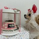 펫브로(Pet Bro) 이미지