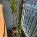 오일시프트 | 히노끼탕이 좋아서 시작한 집 실험: 베란다 편백나무부터 편백오일까지