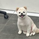 초원애견샵 이미지