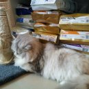 초로동물병원 이미지