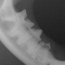 워너비 동물병원 이미지