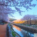 3월24일(일) 영도 해수천 벚꽃길~ 이미지