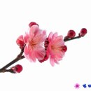 구름호수마을(운호마을) 이미지