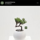 소나무화훼 이미지
